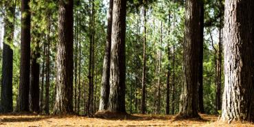 ¿Por qué usar madera certificada en proyectos arquitectónicos y en el hogar?