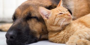 Precauciones para dejar las mascotas solas en casa