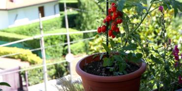 Huertas urbanas, más saludables y autosostenibles