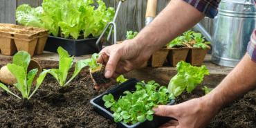 5 consejos para tener una huerta en casa