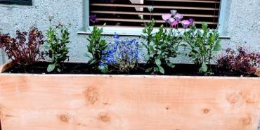 Conoce cómo tener una huerta en tu apartamento y alimentarte sanamente