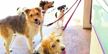 La vivienda no se puede usar para cuidar perros