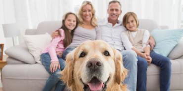 Lo que debes saber si quieres tener un perro o gato en el hogar 