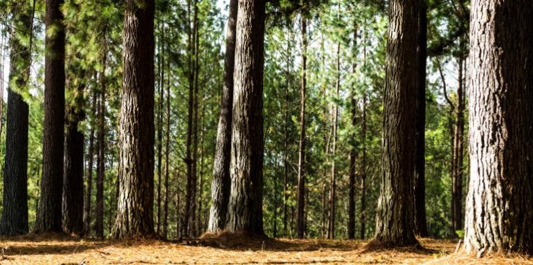 ¿Por qué usar madera certificada en proyectos arquitectónicos y en el hogar?