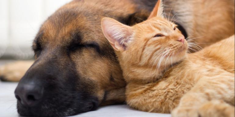 Precauciones para dejar las mascotas solas en casa Precauciones para dejar las mascotas solas en casa