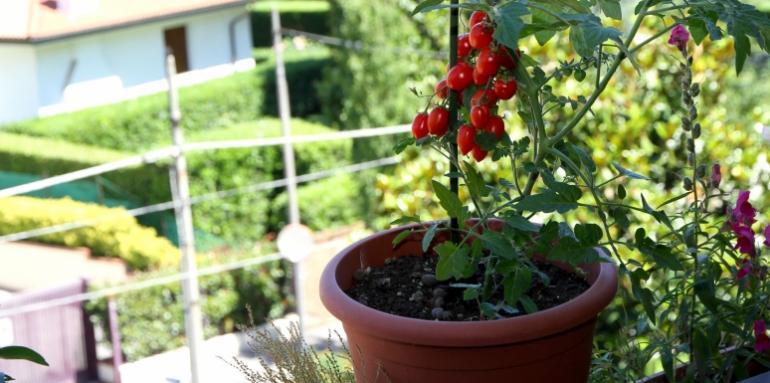 Huertas urbanas, más saludables y autosostenibles Huertas urbanas, más saludables y autosostenibles