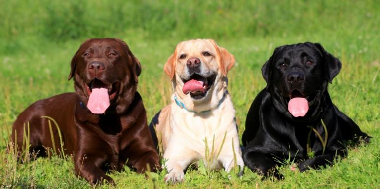 ¿Cómo evitar que tu casa huela a perro? ¿Cómo evitar que tu casa huela a perro?