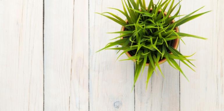 Plantas para purificar el aire de tu casa Plantas para purificar el aire de tu casa