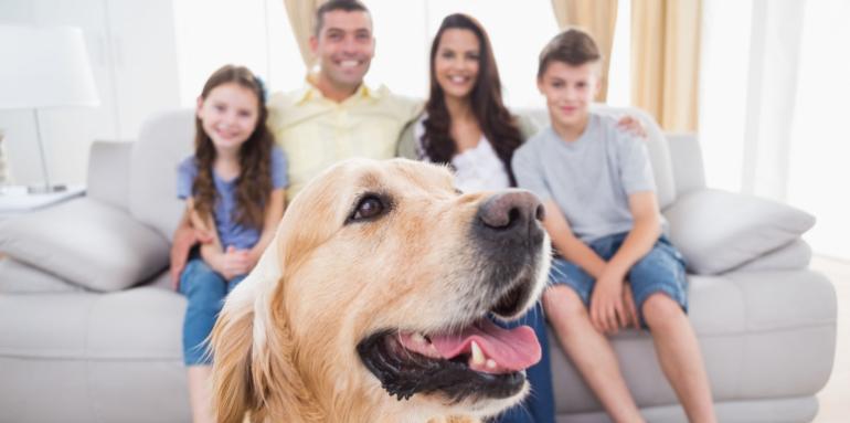 Ahora puedes vender o arrendar un inmueble con una mascota a bordo 