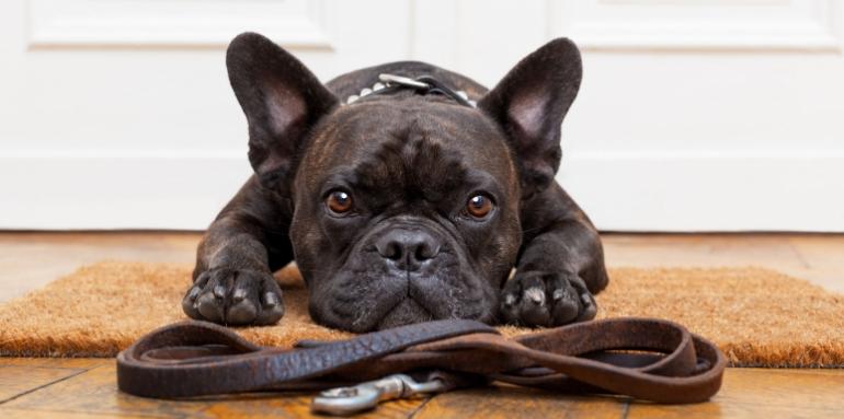 Prepara tu hogar para tener una mascota 