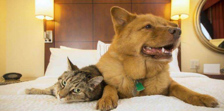 Un espacio para su compañero