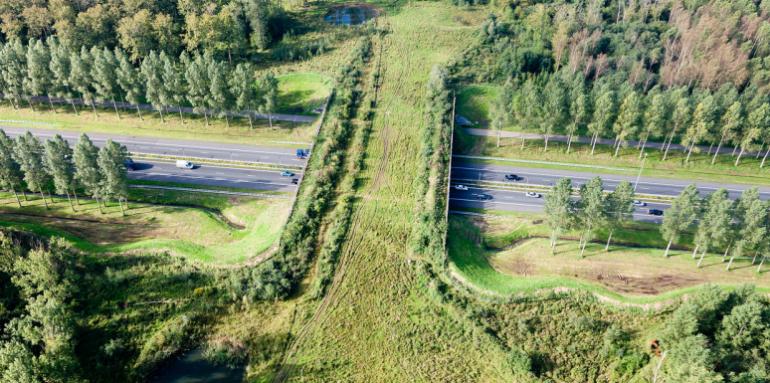 ¿Puentes 'peatonales' para animales? ¿Puentes 'peatonales' para animales?